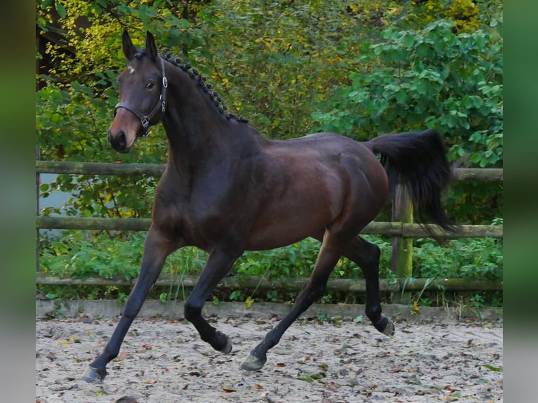 Deutsches Sportpferd Wallach 3 Jahre 167 cm in Dorsten