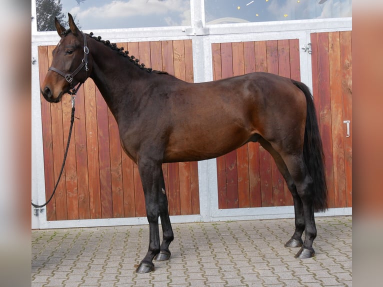 Deutsches Sportpferd Wallach 3 Jahre 167 cm in Dorsten