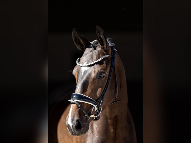 Deutsches Sportpferd Wallach 3 Jahre 167 cm Dunkelbrauner in Rosenheim