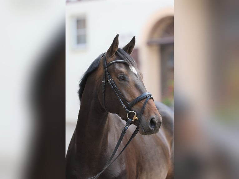 Deutsches Sportpferd Wallach 3 Jahre 167 cm Dunkelbrauner in Gomadingen