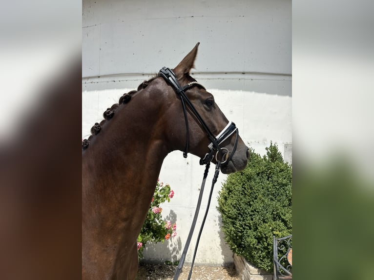 Deutsches Sportpferd Wallach 3 Jahre 167 cm Dunkelfuchs in Moosinnin