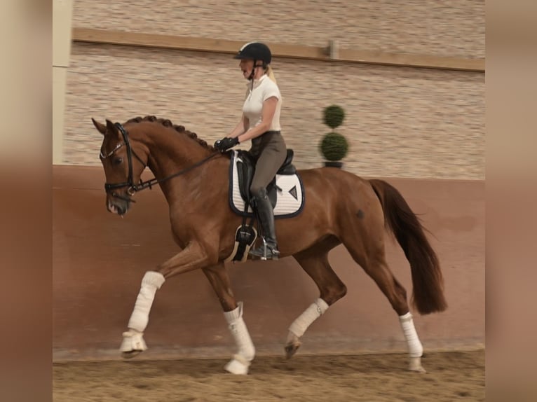 Deutsches Sportpferd Wallach 3 Jahre 167 cm Fuchs in Wehringen