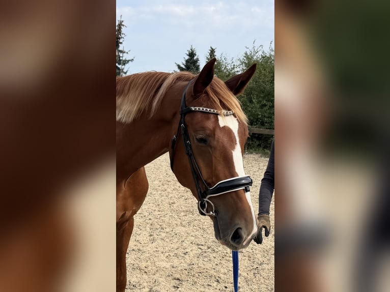Deutsches Sportpferd Wallach 3 Jahre 167 cm Fuchs in EilenburgEilenburg