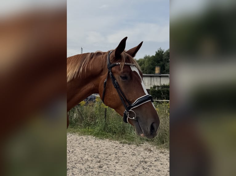 Deutsches Sportpferd Wallach 3 Jahre 167 cm Fuchs in EilenburgEilenburg