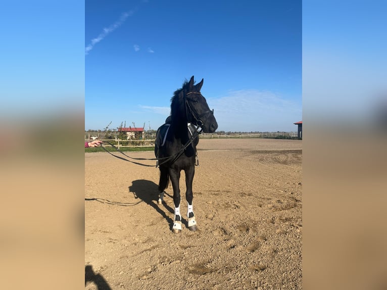 Deutsches Sportpferd Wallach 3 Jahre 167 cm Rappe in Altlandsberg