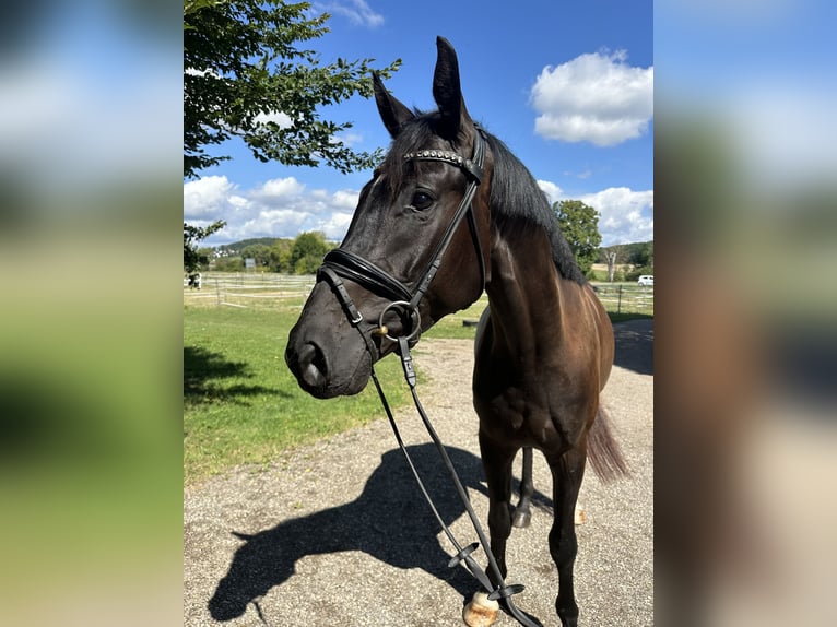 Deutsches Sportpferd Wallach 3 Jahre 167 cm Rappe in Thalm&#xE4;ssing
