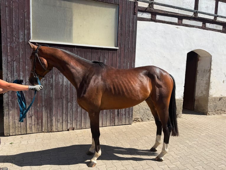 Deutsches Sportpferd Wallach 3 Jahre 168 cm Brauner in Grimma