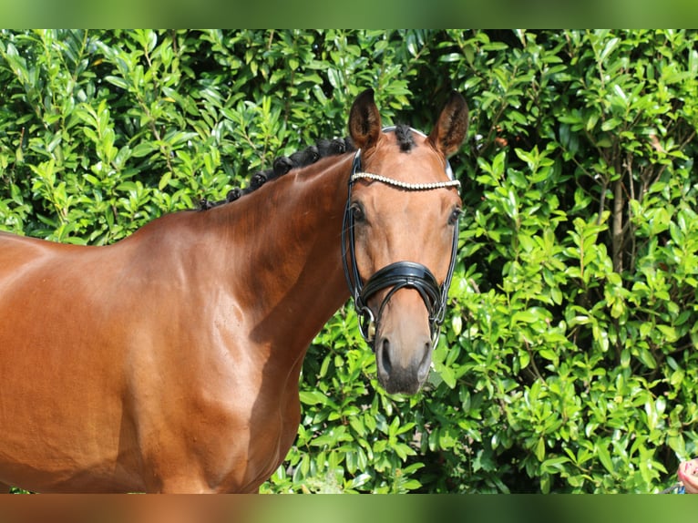 Deutsches Sportpferd Wallach 3 Jahre 168 cm Brauner in Recke, bei Osnabrück