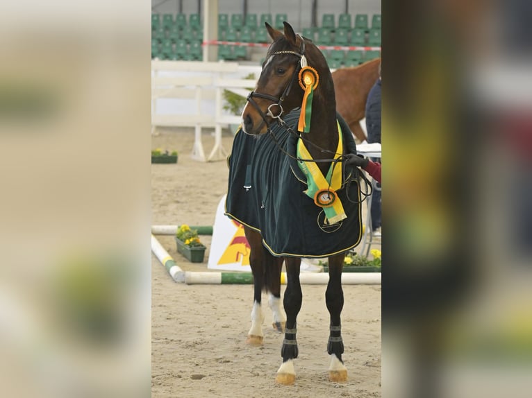 Deutsches Sportpferd Wallach 3 Jahre 168 cm Brauner in K&#xE4;shofen