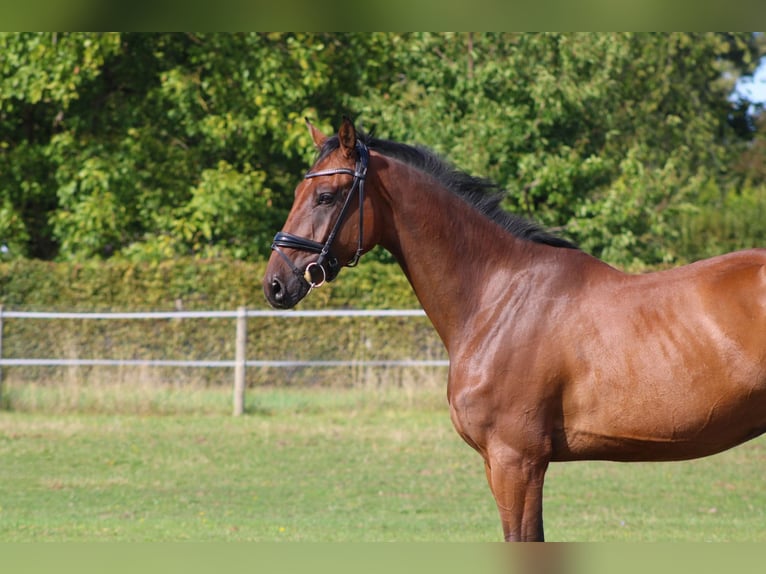 Deutsches Sportpferd Wallach 3 Jahre 168 cm Brauner in Weiterstadt
