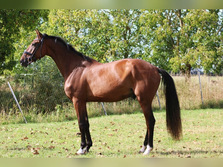 Deutsches Sportpferd Wallach 3 Jahre 168 cm Brauner in Weiterstadt