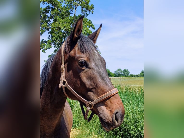 Deutsches Sportpferd Wallach 3 Jahre 168 cm Brauner in Worms