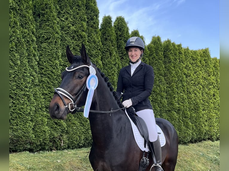 Deutsches Sportpferd Wallach 3 Jahre 168 cm Dunkelbrauner in Unterneukirchen