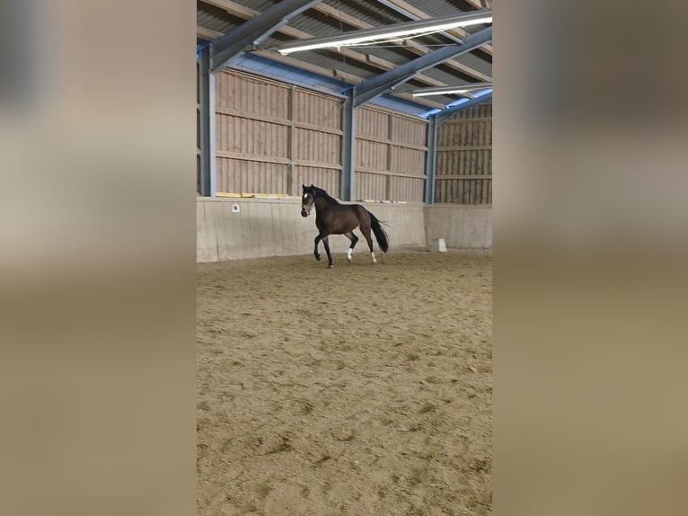 Deutsches Sportpferd Wallach 3 Jahre 168 cm Dunkelbrauner in Sölden