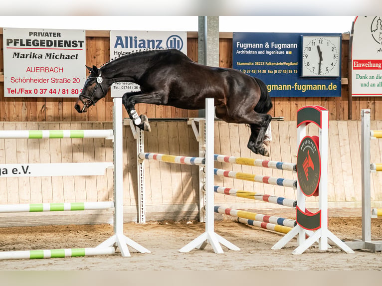 Deutsches Sportpferd Wallach 3 Jahre 168 cm Dunkelbrauner in Grünbach