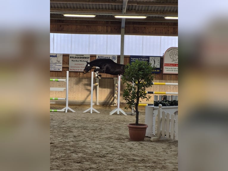 Deutsches Sportpferd Wallach 3 Jahre 168 cm Dunkelbrauner in Hof