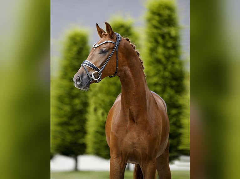 Deutsches Sportpferd Wallach 3 Jahre 168 cm Dunkelfuchs in Steinfurt