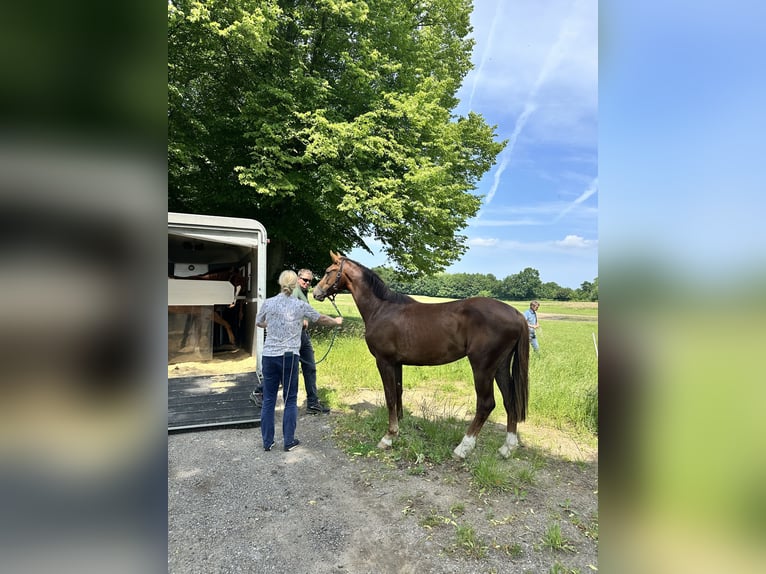 Deutsches Sportpferd Wallach 3 Jahre 168 cm Dunkelfuchs in Ahrensbök