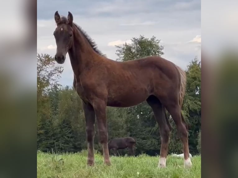 Deutsches Sportpferd Wallach 3 Jahre 168 cm Dunkelfuchs in Hemdingen