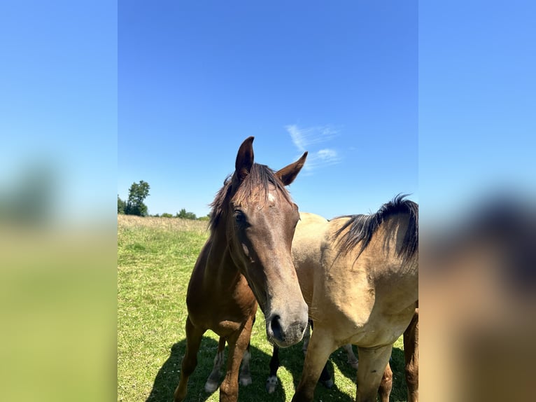 Deutsches Sportpferd Wallach 3 Jahre 168 cm Dunkelfuchs in Hemdingen