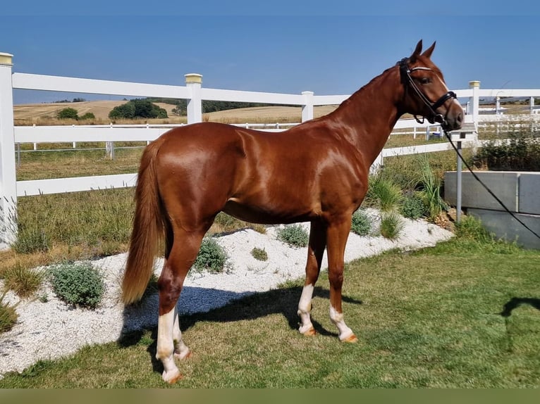 Deutsches Sportpferd Wallach 3 Jahre 168 cm Fuchs in Ritzing