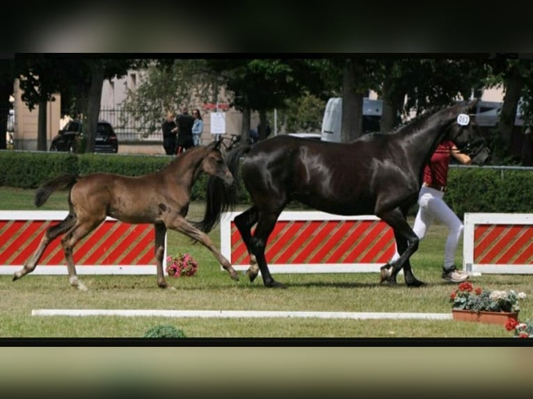 Deutsches Sportpferd Wallach 3 Jahre 168 cm Rappe in Wittstock/Dosse