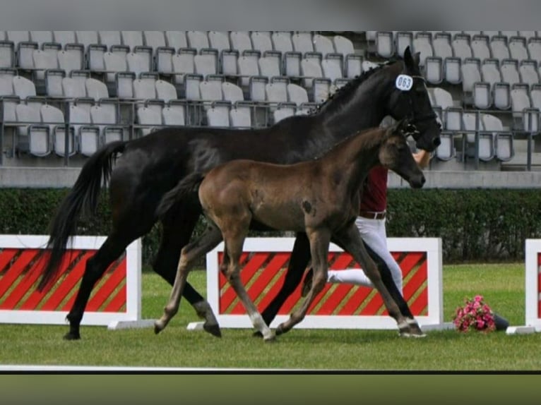 Deutsches Sportpferd Wallach 3 Jahre 168 cm Rappe in Wittstock/Dosse