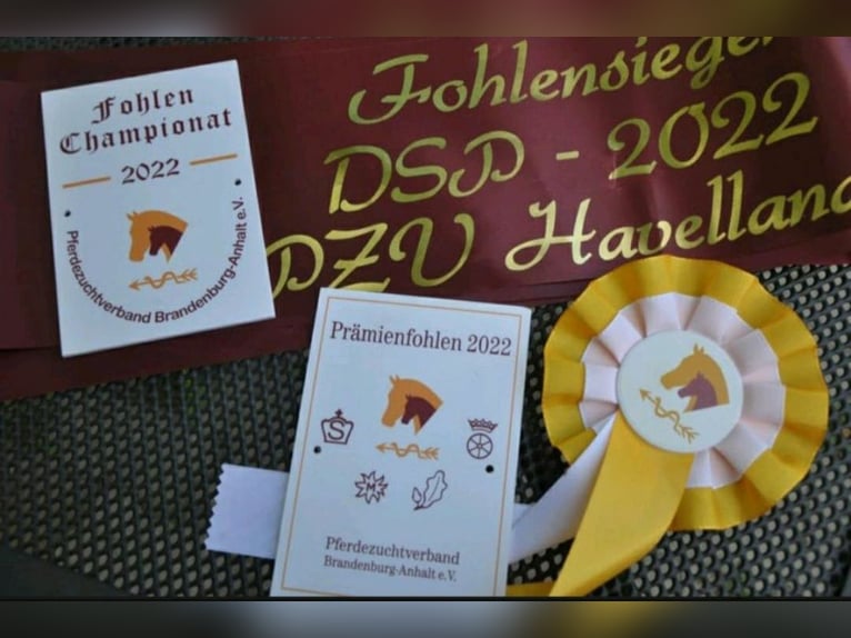 Deutsches Sportpferd Wallach 3 Jahre 168 cm Rappe in Wittstock/Dosse