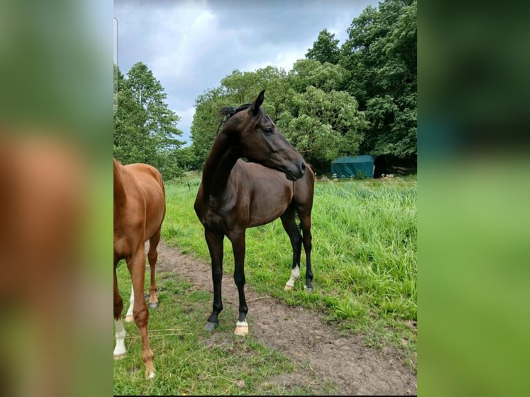Deutsches Sportpferd Wallach 3 Jahre 168 cm Rappe in Wittstock/Dosse