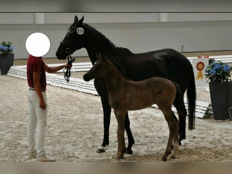 Deutsches Sportpferd Wallach 3 Jahre 168 cm Rappe in Wittstock/Dosse