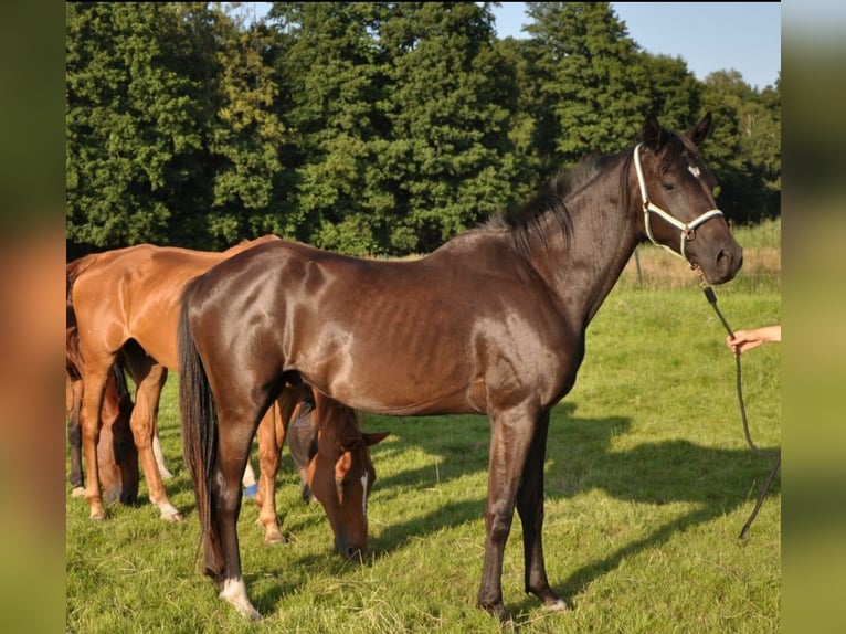 Deutsches Sportpferd Wallach 3 Jahre 168 cm Rappe in Wittstock/Dosse
