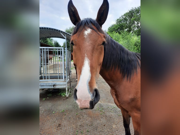 Deutsches Sportpferd Wallach 3 Jahre 169 cm Brauner in M&#xFC;nchen