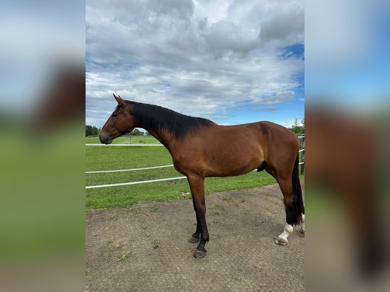 Deutsches Sportpferd Wallach 3 Jahre 169 cm Brauner in M&#xFC;nchen