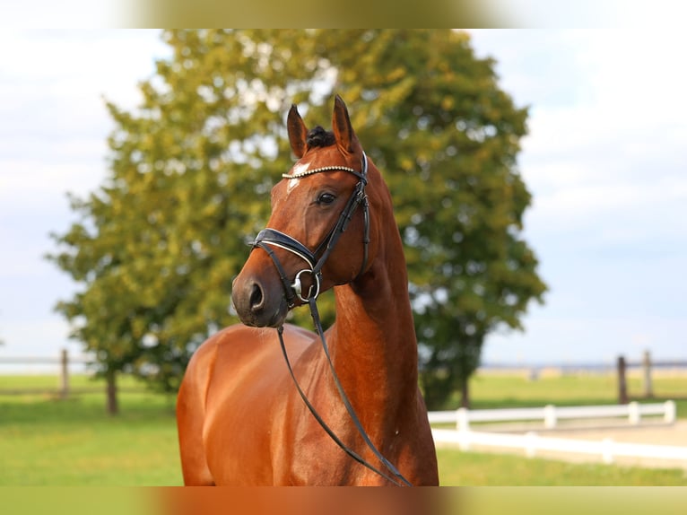 Deutsches Sportpferd Wallach 3 Jahre 169 cm Brauner in Priestewitz