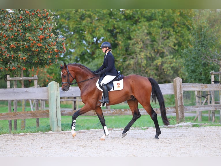 Deutsches Sportpferd Wallach 3 Jahre 169 cm Brauner in Priestewitz