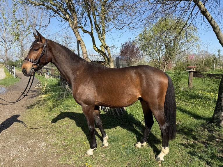 Deutsches Sportpferd Wallach 3 Jahre 169 cm Brauner in Artern/Heygendorf