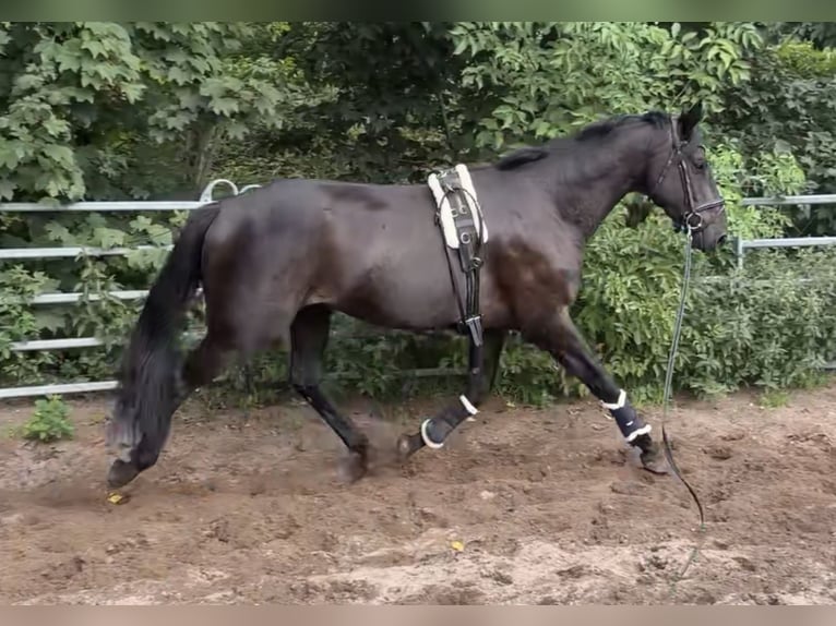 Deutsches Sportpferd Wallach 3 Jahre 169 cm in Sch&#xF6;nwalde Glien
