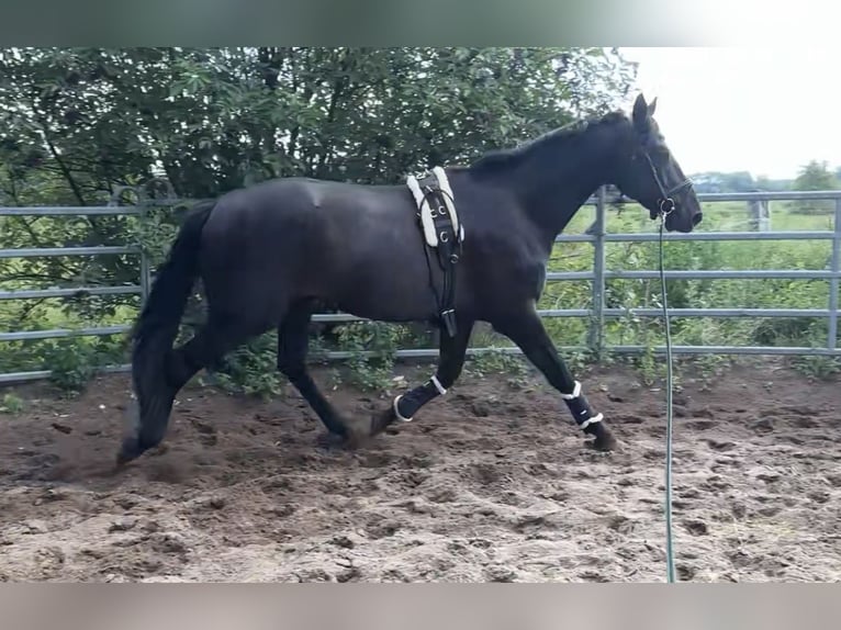 Deutsches Sportpferd Wallach 3 Jahre 169 cm in Sch&#xF6;nwalde Glien
