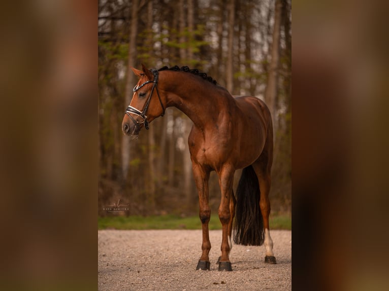 Deutsches Sportpferd Wallach 3 Jahre 169 cm Dunkelfuchs in Wehringen