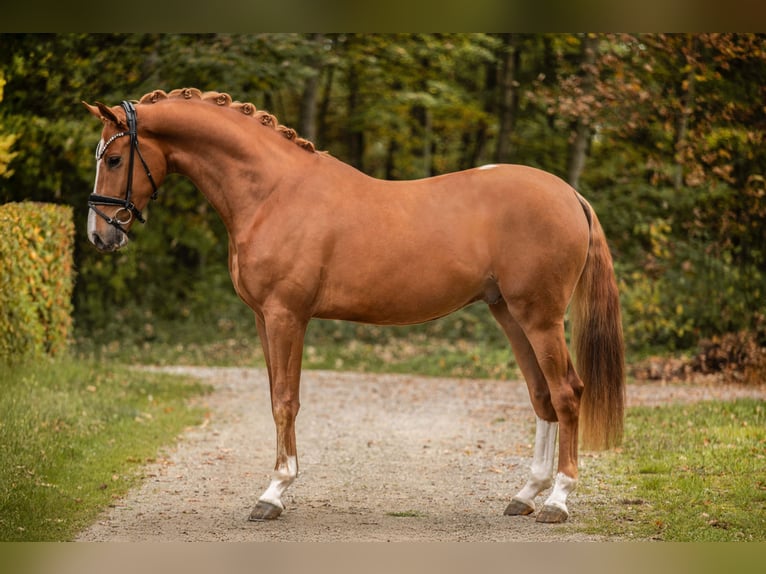 Deutsches Sportpferd Wallach 3 Jahre 169 cm Fuchs in Wehringen