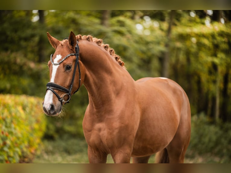 Deutsches Sportpferd Wallach 3 Jahre 169 cm Fuchs in Wehringen