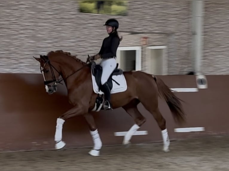 Deutsches Sportpferd Wallach 3 Jahre 169 cm Fuchs in Wehringen
