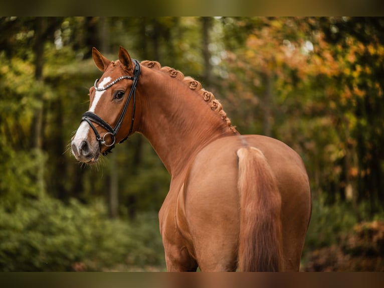 Deutsches Sportpferd Wallach 3 Jahre 169 cm Fuchs in Wehringen