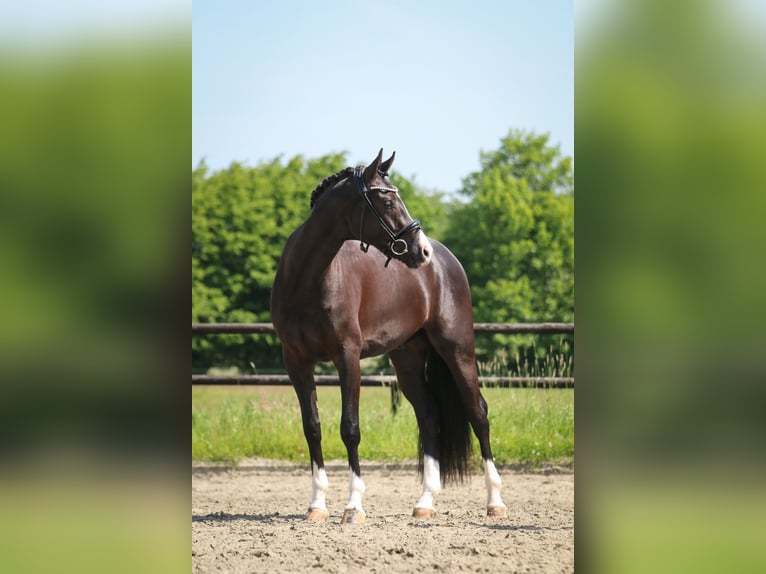 Deutsches Sportpferd Wallach 3 Jahre 169 cm Rappe in Oldenhütten