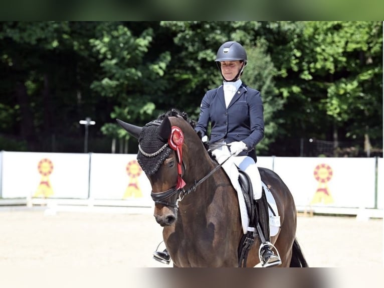 Deutsches Sportpferd Wallach 3 Jahre 170 cm Brauner in Bad Homburg vor der H&#xF6;he