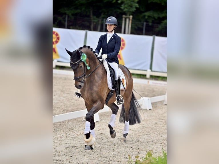 Deutsches Sportpferd Wallach 3 Jahre 170 cm Brauner in Bad Homburg vor der H&#xF6;he