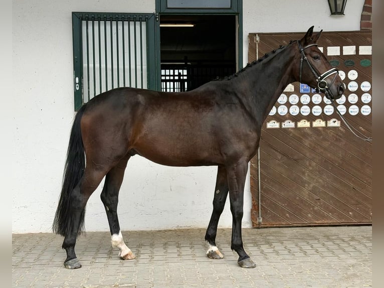 Deutsches Sportpferd Wallach 3 Jahre 170 cm Brauner in Rottenburg an der Laaber