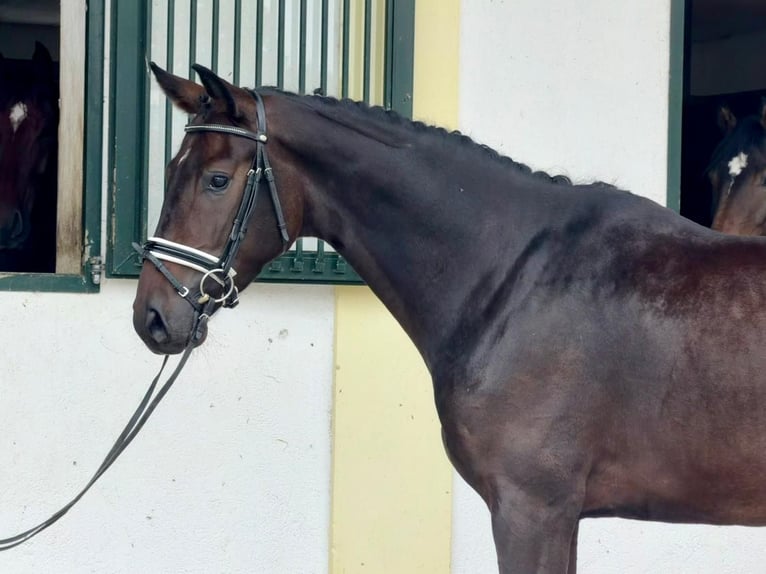 Deutsches Sportpferd Wallach 3 Jahre 170 cm Brauner in Rottenburg an der Laaber