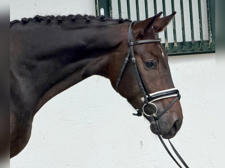 Deutsches Sportpferd Wallach 3 Jahre 170 cm Brauner in Rottenburg an der Laaber