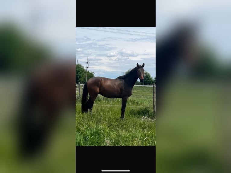 Deutsches Sportpferd Wallach 3 Jahre 170 cm Brauner in Karlsfeld